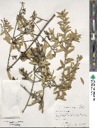 Ilex myrtifolia image