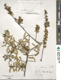 Ilex myrtifolia image