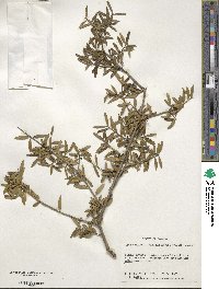 Ilex myrtifolia image