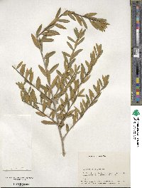 Ilex myrtifolia image