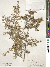 Ilex myrtifolia image