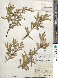 Ilex myrtifolia image