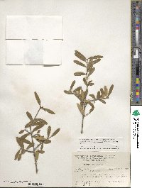 Ilex myrtifolia image