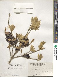 Ilex myrtifolia image