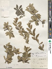 Ilex myrtifolia image