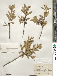 Ilex myrtifolia image