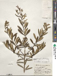 Ilex myrtifolia image