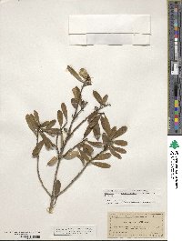 Ilex myrtifolia image