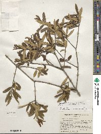 Ilex myrtifolia image