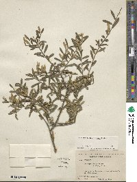 Ilex myrtifolia image