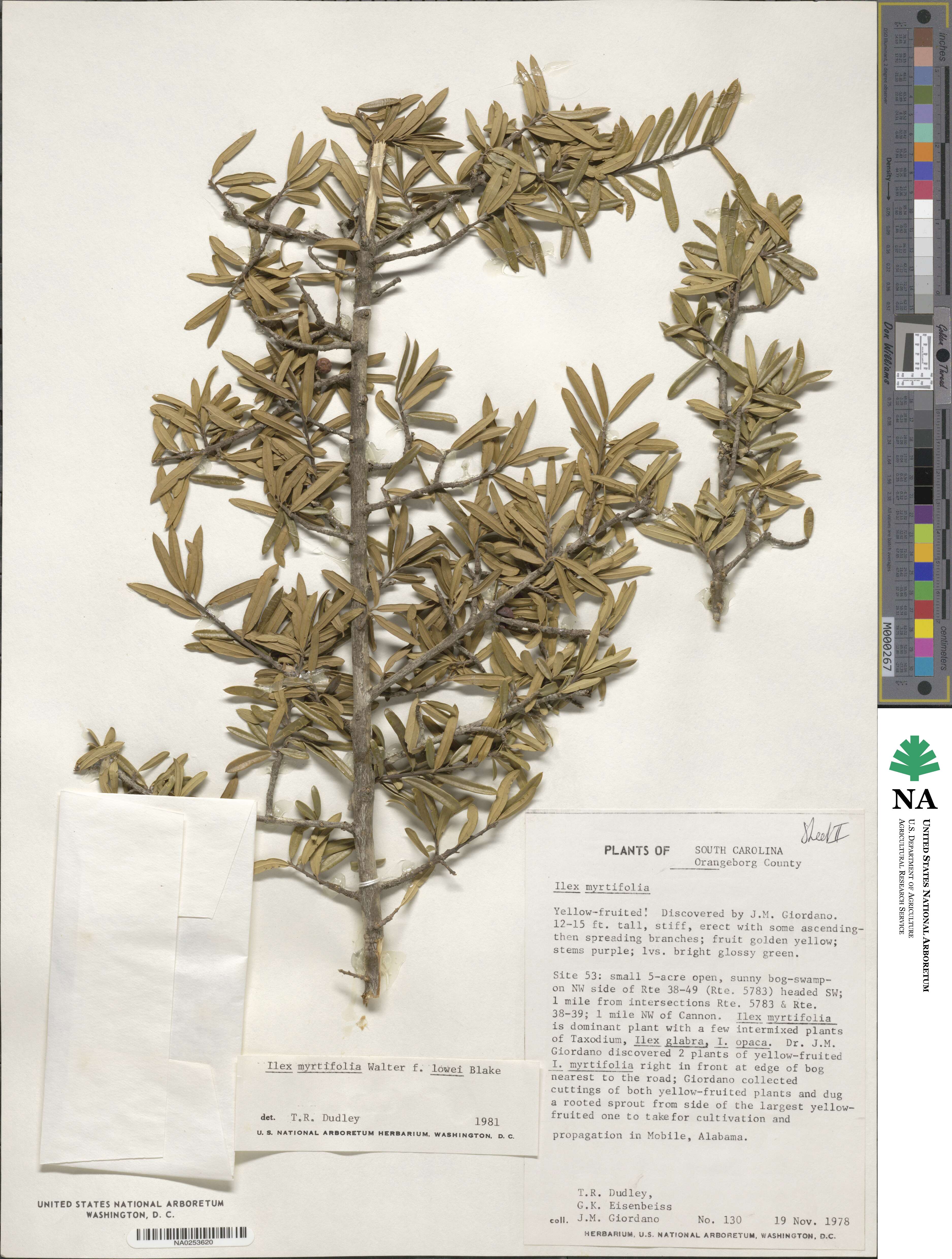 Ilex myrtifolia image