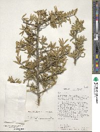 Ilex myrtifolia image