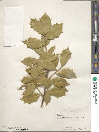 Ilex opaca image