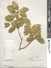 Ilex opaca image