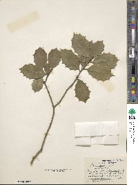 Ilex opaca image