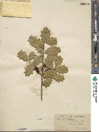 Ilex opaca image