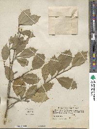 Ilex opaca image