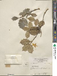 Ilex opaca image