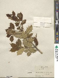 Ilex opaca image