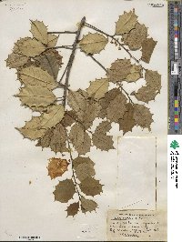 Ilex opaca image