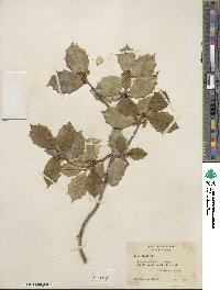 Ilex opaca image