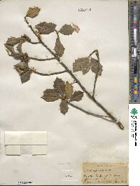 Ilex opaca image