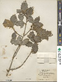 Ilex opaca image