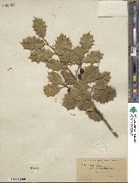 Ilex opaca image