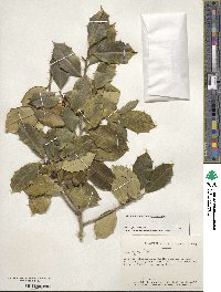 Ilex opaca image