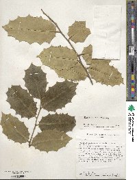 Ilex opaca image