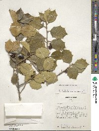 Ilex opaca image