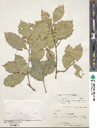 Ilex opaca image