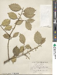 Ilex opaca image