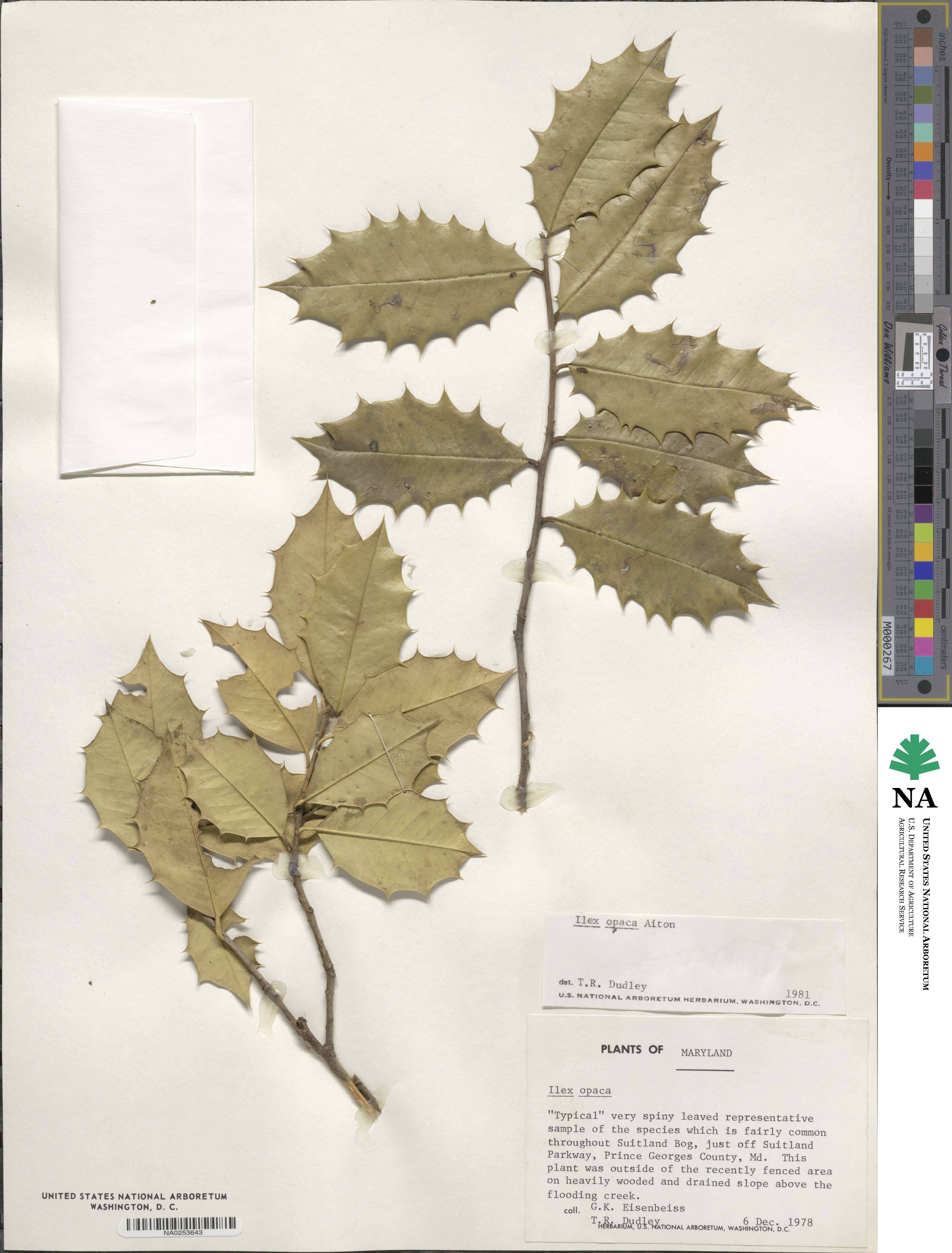 Ilex opaca image