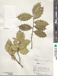 Ilex opaca image