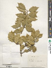 Ilex opaca image