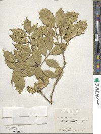 Ilex opaca image