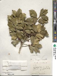 Ilex opaca image