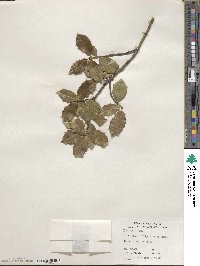 Ilex opaca image