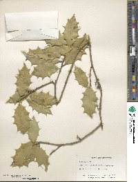 Ilex opaca image