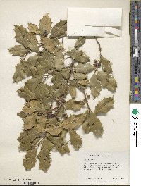 Ilex opaca image