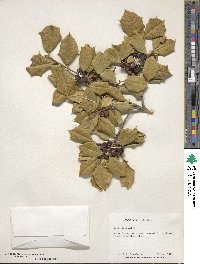 Ilex opaca image