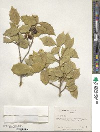 Ilex opaca image