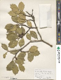 Ilex opaca image