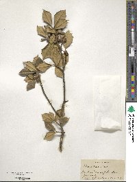 Ilex opaca image