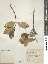 Ilex opaca image