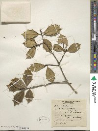 Ilex opaca image