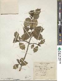 Ilex opaca image