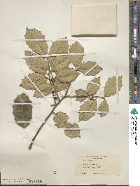 Ilex opaca image