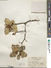 Ilex opaca image